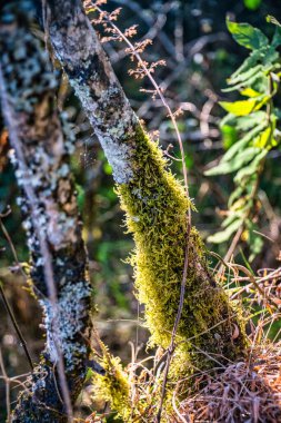 A vibrant patch of green moss illuminates a tree branch in the forest, capturing the intricate beauty of nature's designs in sunlight. clipart