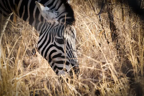Bir zebra, vahşi bir bozkırda güneşli kuru otların arasında otlarken yakalanır ve kendine özgü siyah beyaz çizgilerini gösterir..