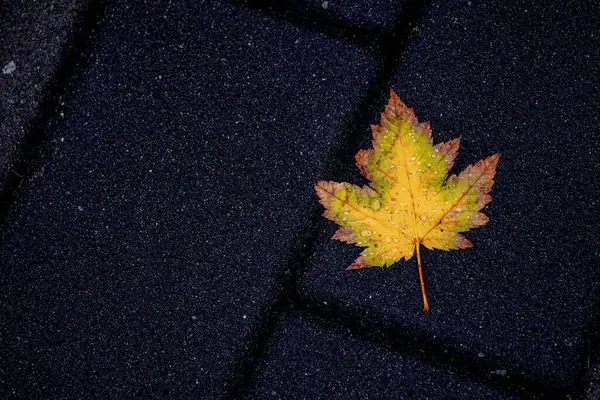 Parlak yağmur damlalarıyla bezenmiş tek bir sarı akçaağaç yaprağı dokulu kaldırımda, somut sadeliği ve mevsimsel güzelliği temsil eder..