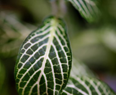 Okyanus, altın ve kehribar renklerini yansıtan alevli bir günbatımının altında dans ederken bulutlar son ışığın hikayelerini anlatıyor. Deniz ve gökyüzünün huzurlu kucaklaması.