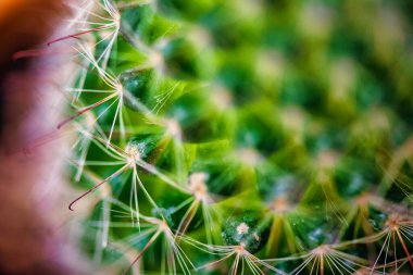 Bir kaktüsün makro görüntüsü, canlı yeşil dikenlerini ve hassas geometrisini sergiler. Çöl yaşamının karmaşık güzelliğini ve esnekliğini vurgular..