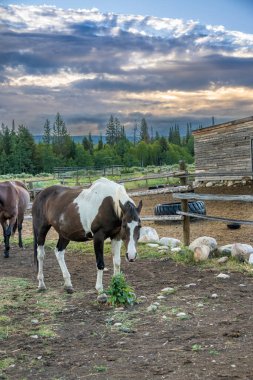 Kahverengi ve beyaz renkli bir at kırsal bir çiftlik ağılında duruyor. Arkasında ahşap bir ahır ve dramatik bir sabah gökyüzünün altında çam ağaçları var.