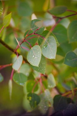 Işıl ışıl parlayan sabah çiğ taneleriyle bezenmiş kavak yaprakları, narin kırmızı sapları, yumuşak yeşil yaprakların arka planına zıt düşüyor..