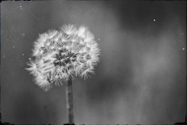 Tek bir karahindiba, narin, sessiz, siyah beyaz bir zemin üzerinde duruyor. Karmaşık tohumları, narin sessizlikte asılı, rüzgarın rüyaları uzaklara taşımasını bekliyor.
