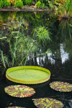 Sakinleştirici canlı bir su bitkisi ve çevreleyen bitkilerin yansımalarıyla dolu berrak bir havuzda yüzen gür, yemyeşil bir nilüfer yaprağı..