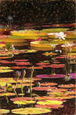 Büyük nilüfer yapraklı sakin gölet, çiçek açan beyaz ve mor çiçekler, bereketli, yeşil bir çevrede doğal güzellik ve dingin su manzarası sergiliyor..