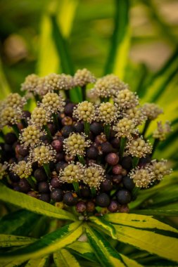Yeşil ve sarı yaprakların arasına yerleşmiş çiçek tomurcuklarının yakın plan görüntüsü doğal güzelliğin özünü ve bitki yaşamının canlı enerjisini yakalıyor..