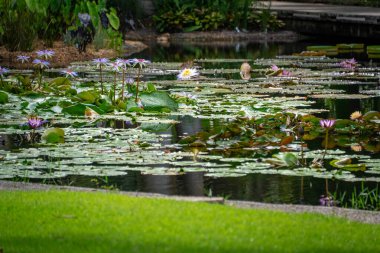 Bu resim, çiçek açan nilüferlerle bezenmiş sakin bir bahçe havuzu yakalar, doğanın güzelliği ve sükunetinin huzurlu bir görüntüsünü sunar..