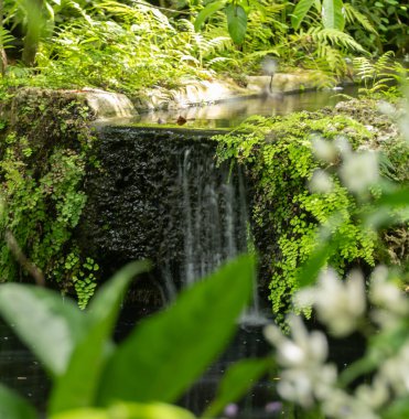Etrafı yemyeşil yapraklarla çevrili sakin, küçük bir şelale, dinginlik ve gençleşme hissi uyandıran uyumlu ve huzurlu bir doğa sahnesi yaratıyor..