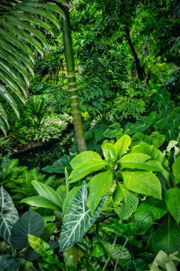 Canlı bir tropikal ormanda, yaşam ve güzellikle dolu zengin ve çeşitli bir doğal ekosistemin özünü yakalayan çeşitli yeşil yaprakları gösteren bir resim..