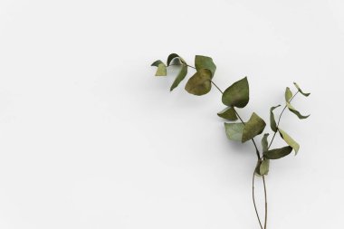 Set botanic dry green leaves, eucalyptus branches,isolated on white background. clipart
