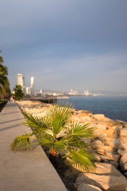 Kıbrıs, Limasol 'da güneşli beyaz taş plajlar. Taşlardan büyüyen yeşil palmiye yaprakları. Gün batımı