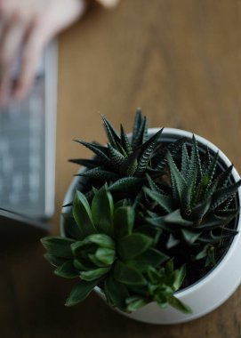 Eller dizüstü bilgisayarda yazarken, önünde beyaz tencerede yeşil bitkiler vardı.