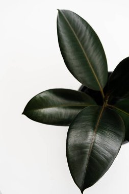 Ficus elastica robusta, kauçuk büyük yapraklar kopya alanı olan izole edilmiş beyaz arkaplan