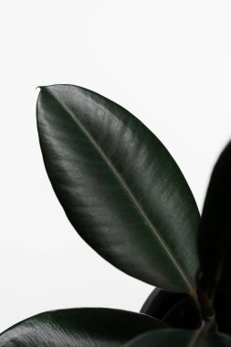 Ficus elastica robusta, kauçuk büyük yapraklar kopya alanı olan izole edilmiş beyaz arkaplan
