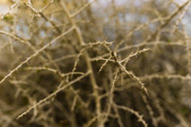 Dallar ve dallar ağaç setiyle kesilir. İzole ve bulanık