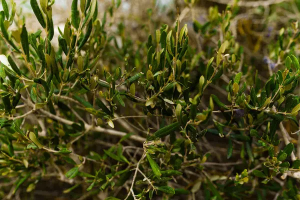 Olive Tree leaves and olives Close-up