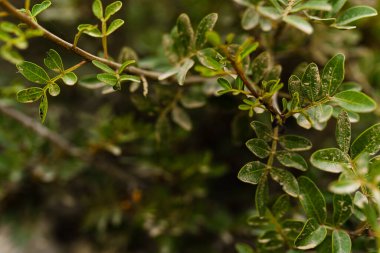 Bahçede yeşil yapraklar ve doku