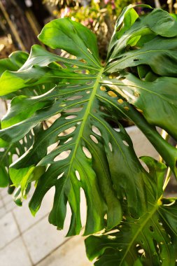 Canavar bitki yaprağı, tropikal yeşil asma nötr arkaplanda izole edilmiş.