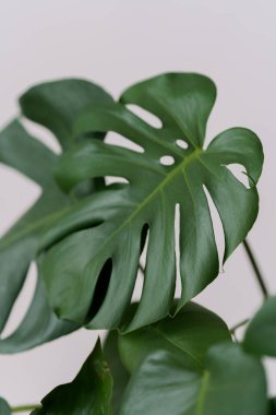Canavar bitki yaprağı, tropikal yeşil asma nötr arkaplanda izole edilmiş.