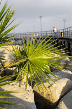 Yeşil palmiye yaprakları kumsalın yanındaki büyük beyaz taşlarda.
