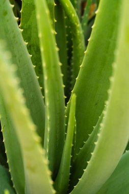 Aloe Vera tropikal yeşil bitkiler sıcak havayı hoş görürler. Yeşil yaprakların yakın çekimi, aloe vera. Aloe Vera cilt bakımı ve saç bakımı için çok kullanışlı bir bitkisel ilaçtır..