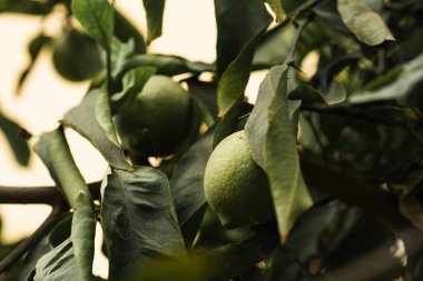 Bahçedeki yeşil limon ağacı Yumuşak gün ışığında.