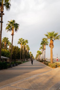 Kıbrıs Rum Kesimi 'nin Limasol kentinde palmiyeler ve güneşli havayla deniz kenarında gezinti