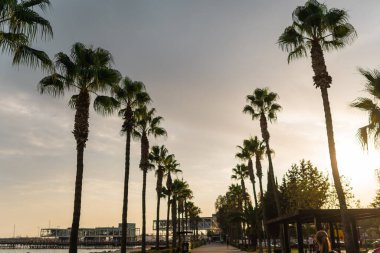 Kıbrıs Rum Kesimi 'nin Limasol kentinde palmiyeler ve güneşli havayla deniz kenarında gezinti