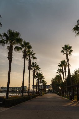 Kıbrıs Rum Kesimi 'nin Limasol kentinde palmiyeler ve güneşli havayla deniz kenarında gezinti