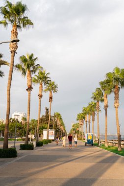 Kıbrıs Rum Kesimi 'nin Limasol kentinde palmiyeler ve güneşli havayla deniz kenarında gezinti