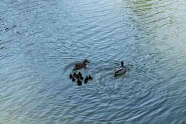 Şirin ördek yavruları, ördek yavruları anne kuyruğunda, gölde, sembolik harmonik barışçıl hayvan ailesi sembolik olarak takip ediyorlar.