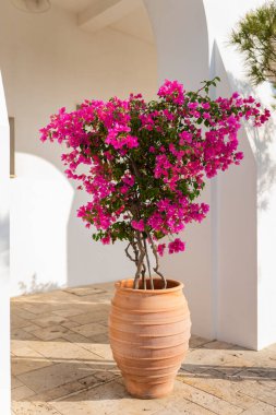 Güzel taze açan parlak pembe kırmızı çiçek ağacı çalıların üzerinde büyüyor büyük turuncu kil çömlekte.