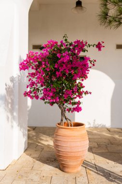 Güzel taze açan parlak pembe kırmızı çiçek ağacı çalıların üzerinde büyüyor büyük turuncu kil çömlekte.