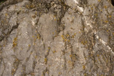 Küçük yosun taşı desenli kaya, kaya deseni