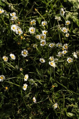 çimenler papatya dolu güneşli bir günde, papatyalar çimlerin üzerinde.