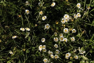 çimenler papatya dolu güneşli bir günde, papatyalar çimlerin üzerinde.