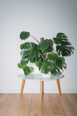 Beyaz bir saksıda beyaz bir fonda beyaz bir kaidenin üzerinde duran İsviçre peyniri ya da Monstera deliciosa. Şık ve minimalist şehir içi..