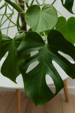 Dark green leaves of monstera or split-leaf philodendron Monstera deliciosa the tropical foliage plant bush popular houseplant isolated on white background, clipping path included. clipart