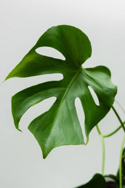 Monstera plant leaf, the tropical evergreen vine isolated on neutral background clipart