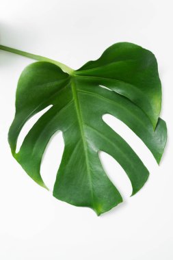 Monstera plant leaf, the tropical evergreen vine isolated on neutral background clipart