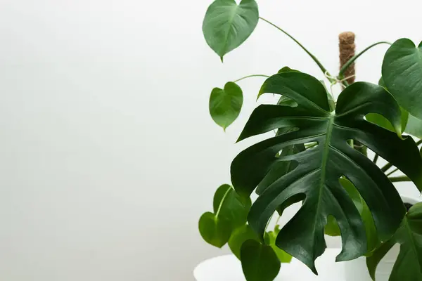 Monstera 'nın koyu yeşil yaprakları veya bölünmüş yapraklı filodendron Monstera deliciosa tropikal yaprak bitkisi çalısı beyaz arka planda izole edilmiş popüler ev bitkisi, kırpma yolu dahil.
