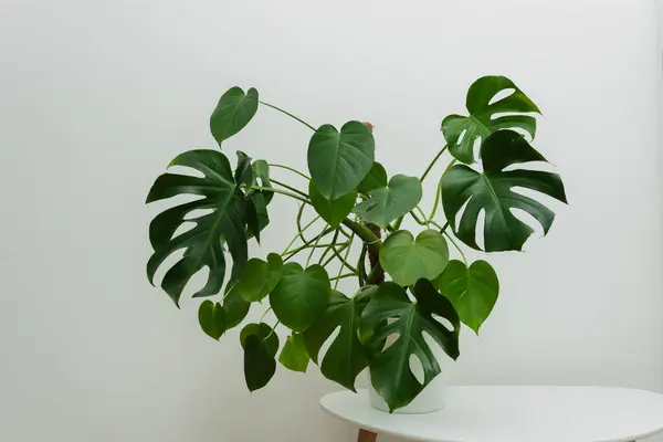 Monstera 'nın koyu yeşil yaprakları veya bölünmüş yapraklı filodendron Monstera deliciosa tropikal yaprak bitkisi çalısı beyaz arka planda izole edilmiş popüler ev bitkisi, kırpma yolu dahil.