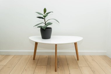 Ficus elastica incir ev içinde. Duvarında güzel gölgeler olan pencereden gelen ışık. Ev dekorasyonu ve bahçıvanlık kavramı.