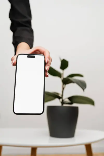 Ficus 'ta beyaz ekran ve beyaz arkaplan gösteren kadın eliyle telefon modeli