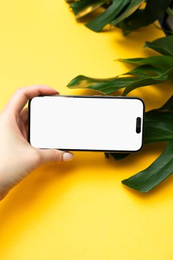 Beyaz, boş ekranlı, sarı arkaplanda canavar yaprağı olan bir kadın eliyle telefon görüntüsü.