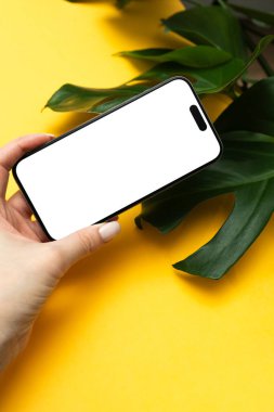 Beyaz, boş ekranlı, sarı arkaplanda canavar yaprağı olan bir kadın eliyle telefon görüntüsü.