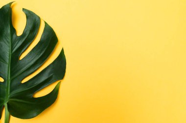 Canavar bitki yaprağı, nötr arkaplanda izole edilmiş tropikal asma, metin için kopyalama alanı