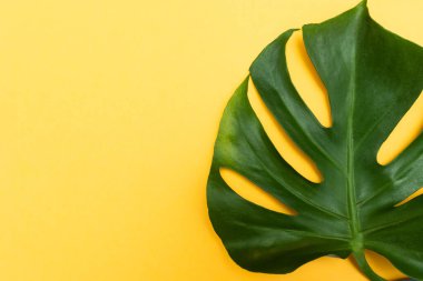 Canavar bitki yaprağı, nötr arkaplanda izole edilmiş tropikal asma, metin için kopyalama alanı