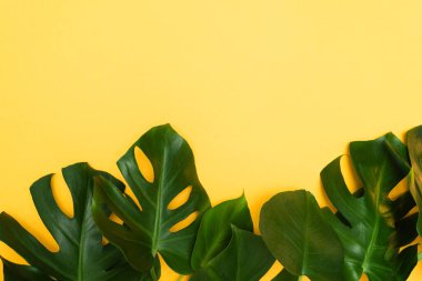 Canavar yapraklı sarı arkaplan, metin için boş alanı kopyala, reklam arkaplanı